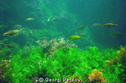 Green, green plants of my Black Sea by Georgi Petsov 